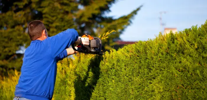 Hedge trimming