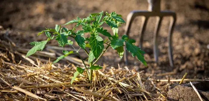 Pacciamatura delle piante